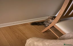 Persian cats for sale: Playful persian cat - Image 3