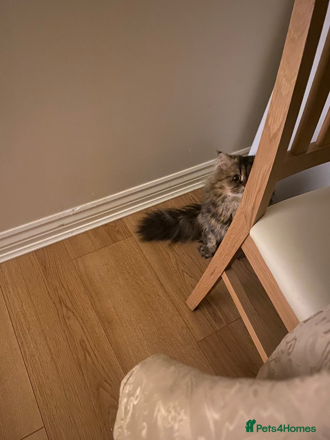 Persian cats for sale: Playful persian cat - Image 3