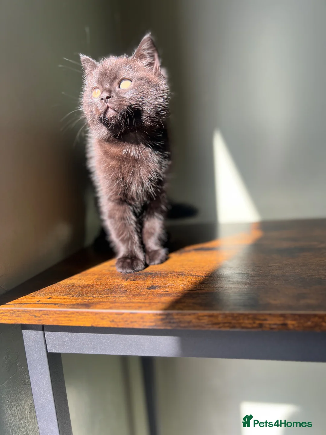 Mixed Breed cats for sale: Beautiful black half British shorthair  - Advert 2