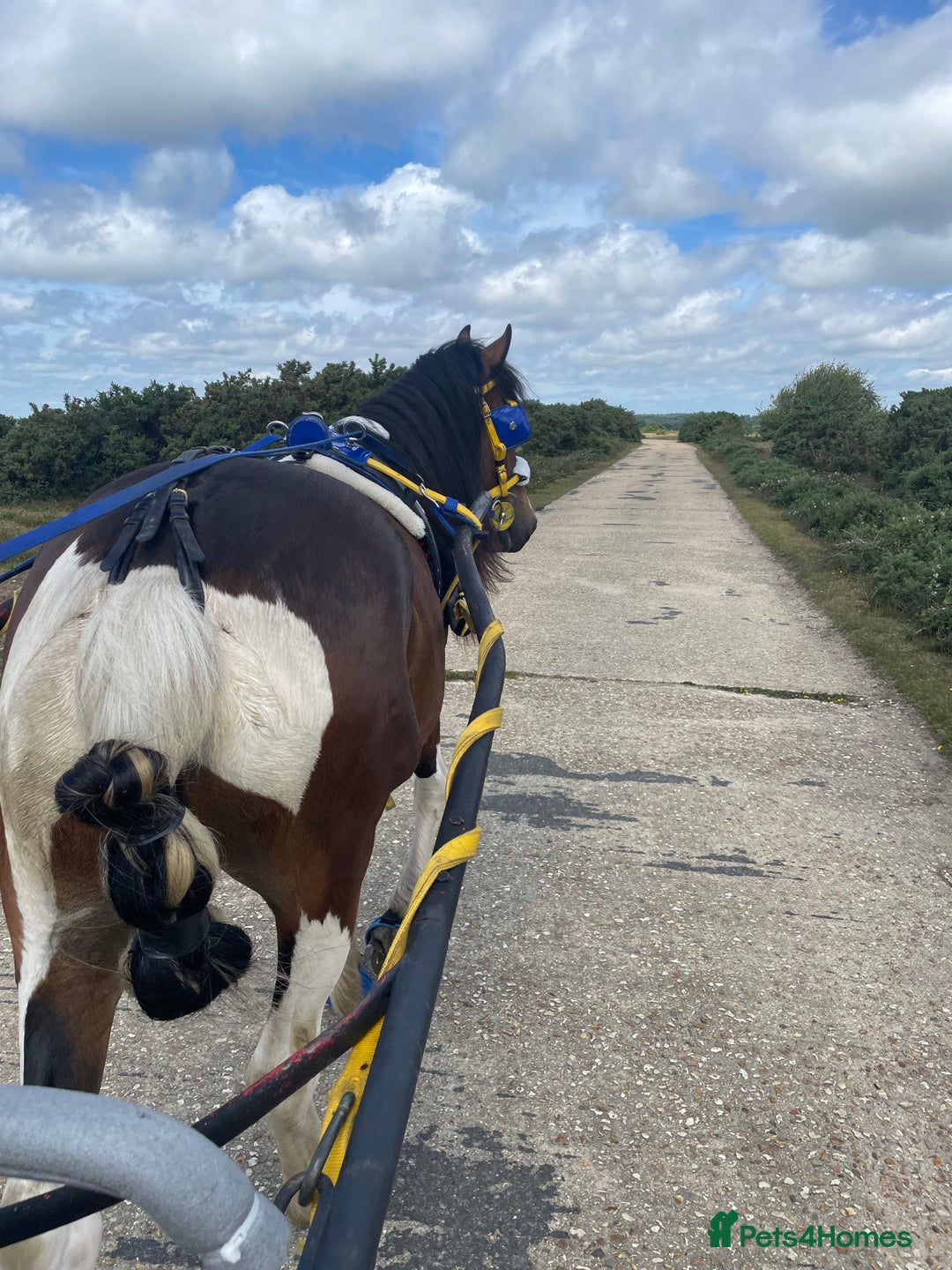 Irish Cob horses for sale: 15hh Cob x 3 year old gelding for sale - Image 2