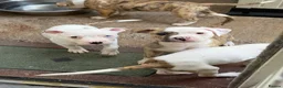 American Bulldog dogs for sale: AMERICAN BULLDOG PUPIES - Advert 5