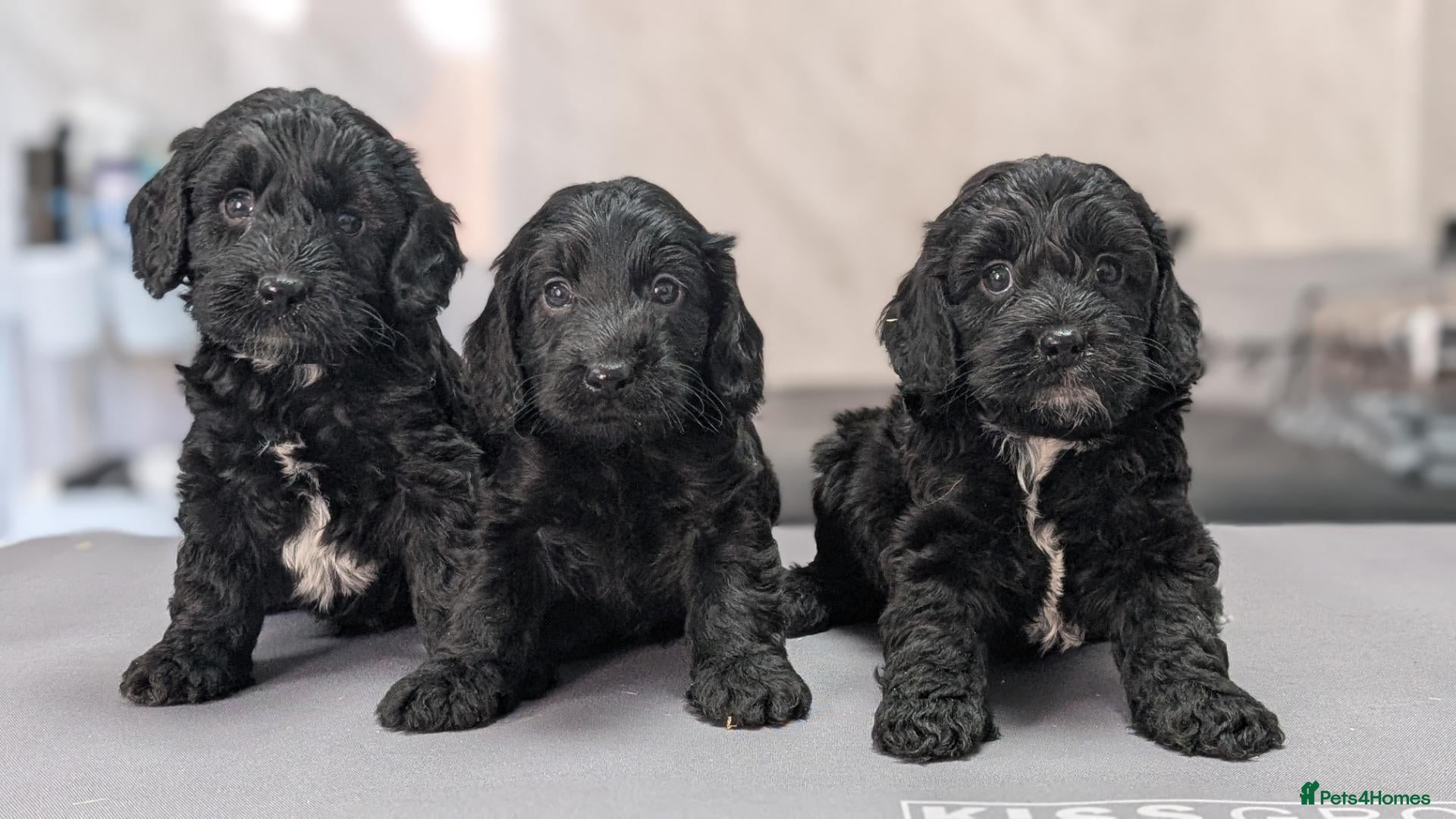 Cockapoo dogs Licensed breeder, health tested F1 cockapoos - Advert 1