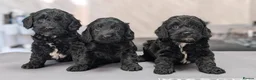 Cockapoo dogs for sale: Licensed breeder, health tested F1 cockapoos - Advert 1