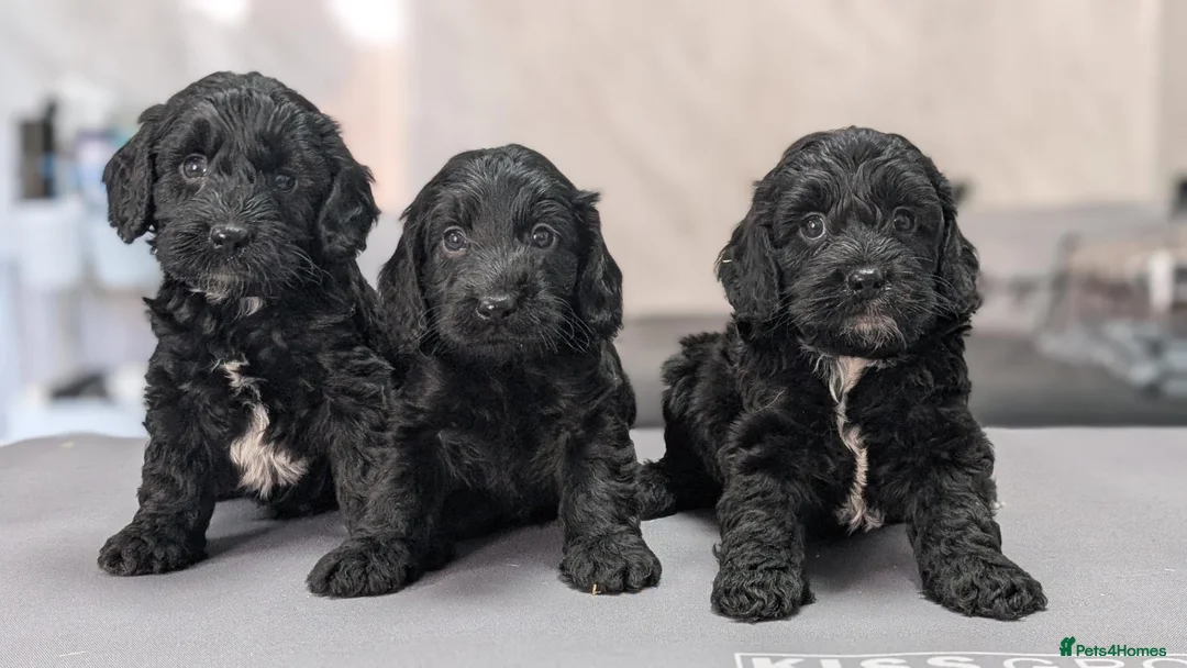 Cockapoo dogs for sale: Licensed breeder, health tested F1 cockapoos - Advert 1