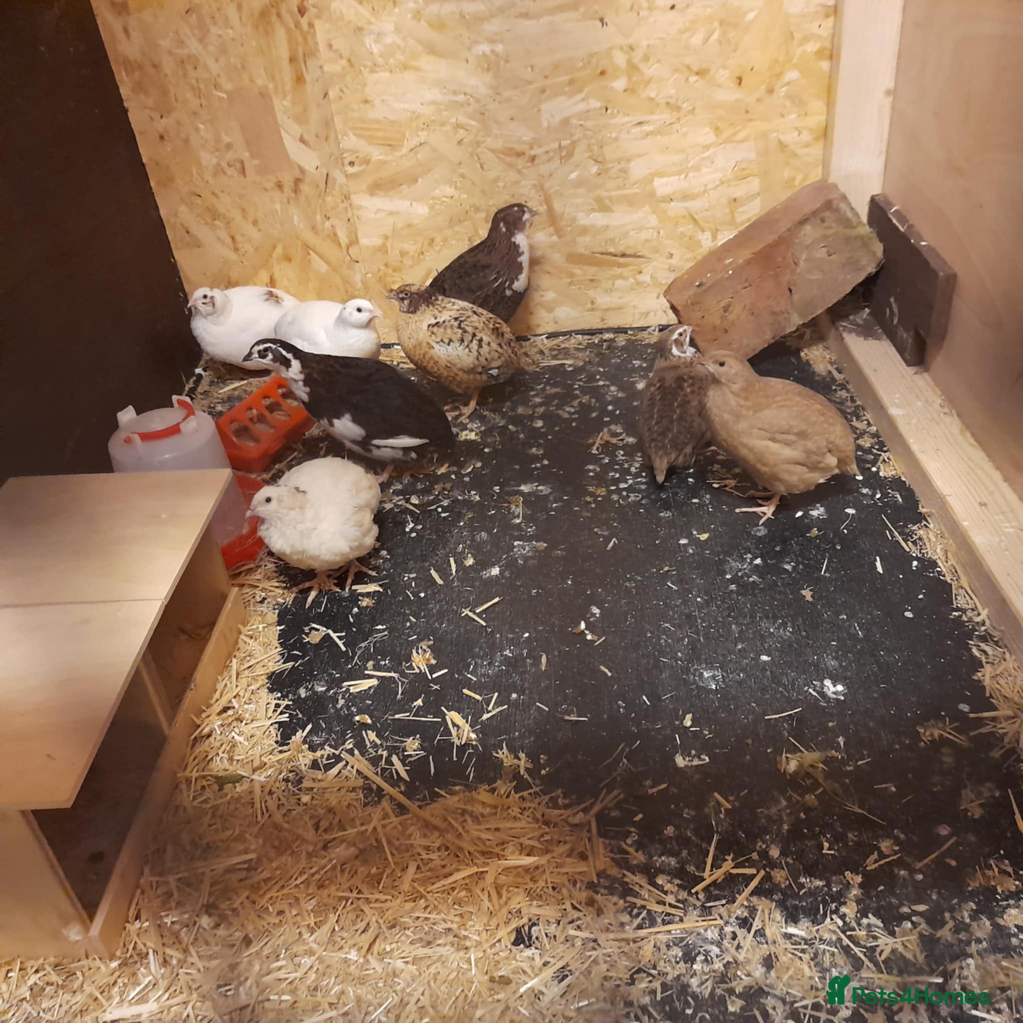 Finches birds 8 Italian Coturnix Quail  - Advert 2