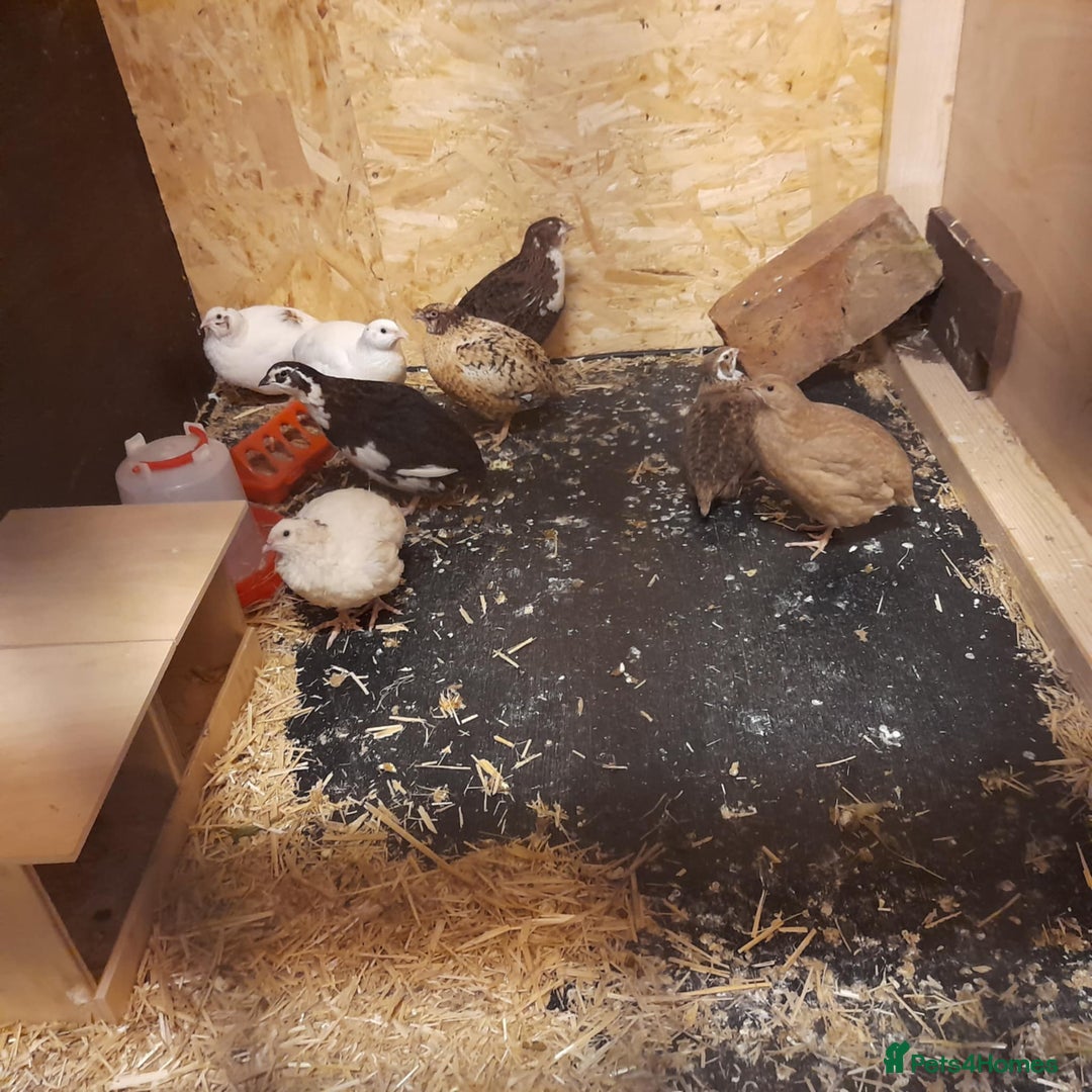 Finches birds for sale: 8 Italian Coturnix Quail  - Advert 1