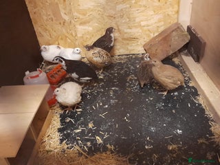 Finches birds 8 Italian Coturnix Quail - Advert 1