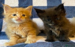Maine Coon cats for sale: Beautiful Maine Coon Kitten - Champion Lines - Image 18