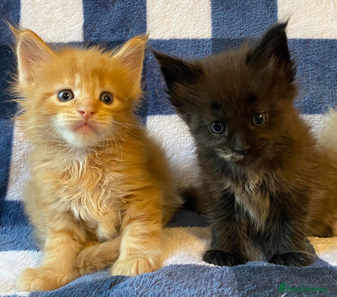 Maine Coon cats for sale: Beautiful Maine Coon Kitten - Champion Lines - Image 18