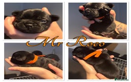 French Bulldog dogs for sale: French Bulldog Puppies in Altrincham - Image 6