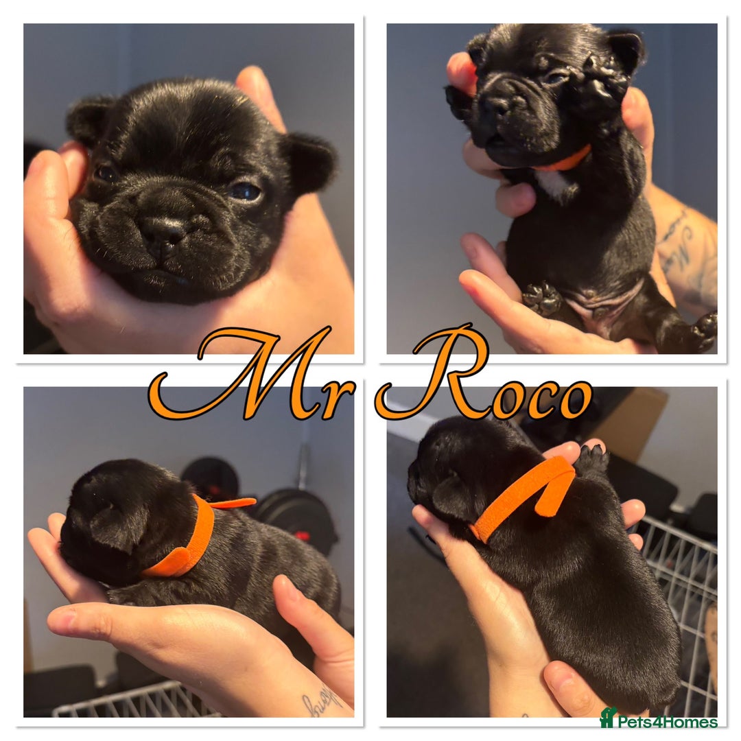 French Bulldog dogs for sale: French Bulldog Puppies in Altrincham - Image 6