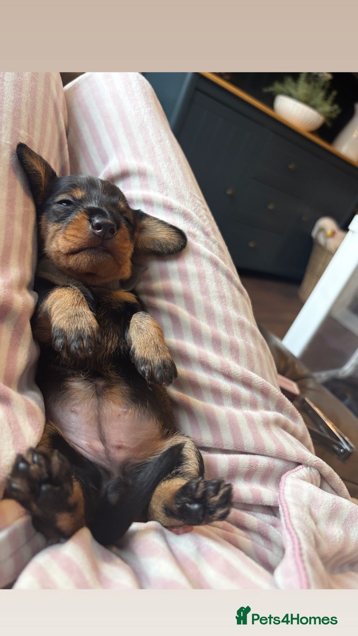 Dachshund dogs ✨Health tested, KC reg true standard wirehairs✨  - Advert 1