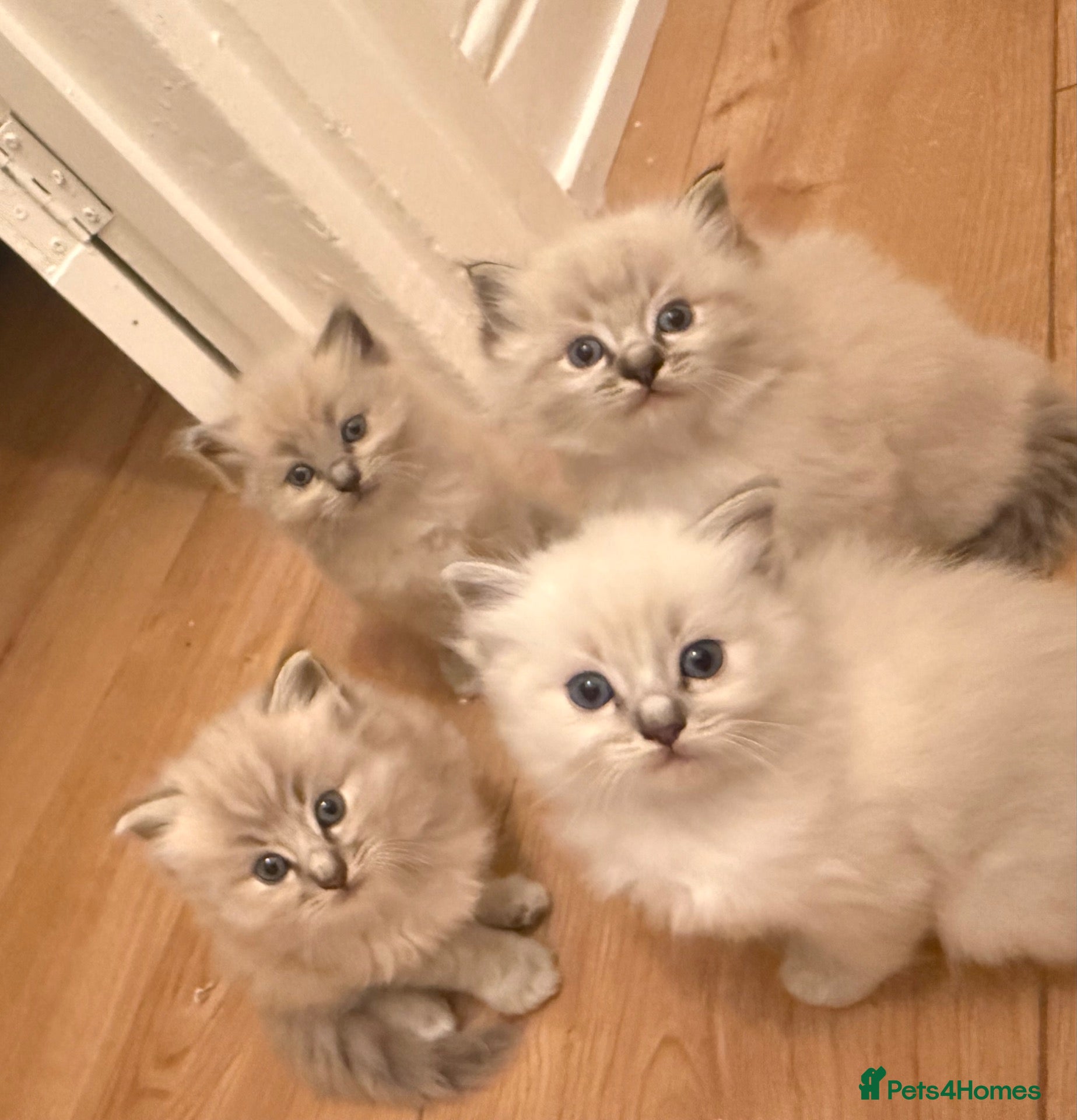 Ragdoll cats for sale: 4 gorgeous ragdoll kittens! - Advert 2