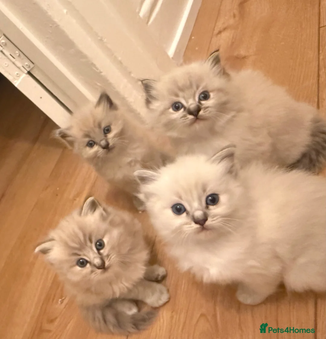 Ragdoll cats for sale: 4 gorgeous ragdoll kittens! in Hull - Advert 1