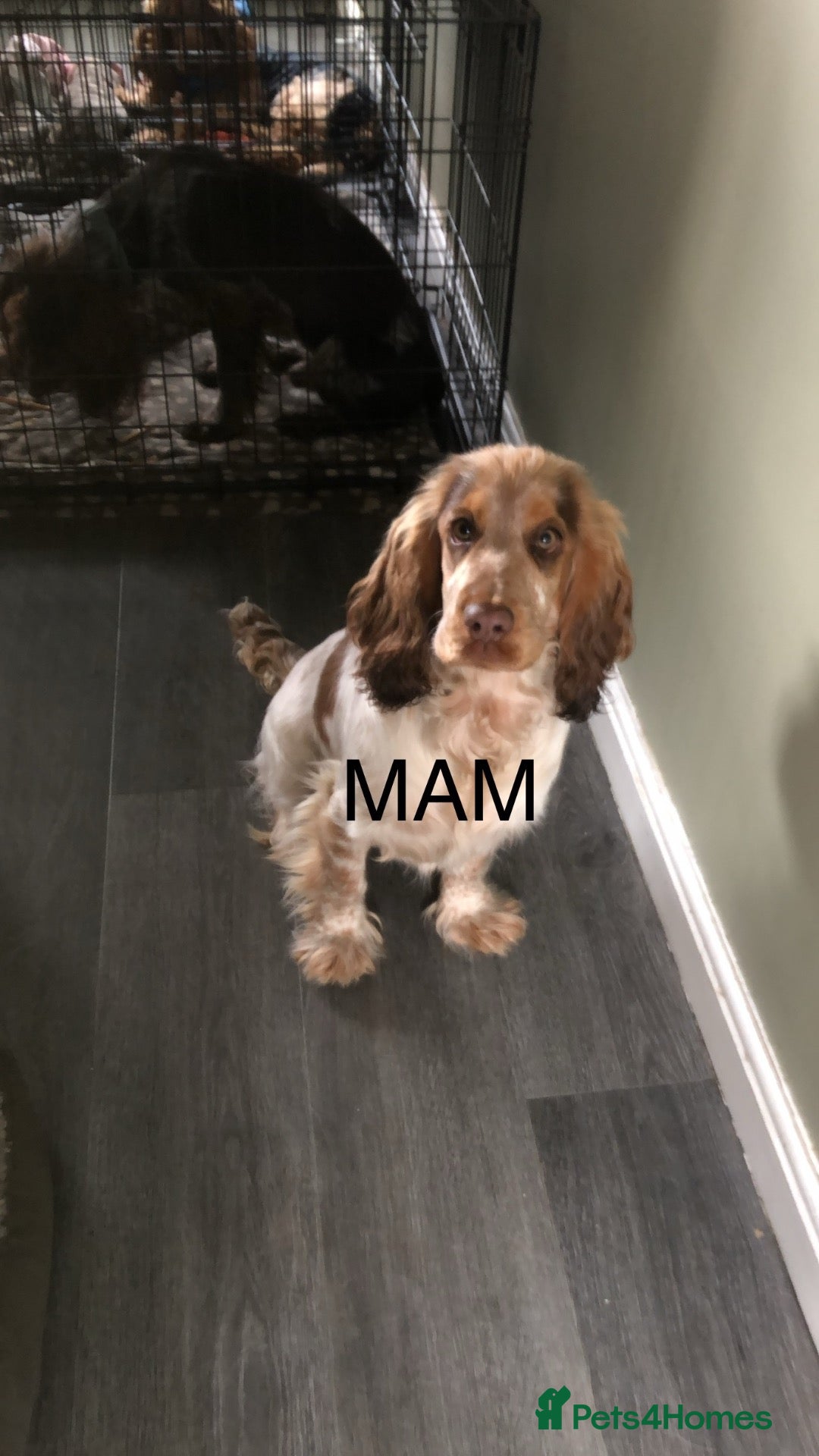Cocker Spaniel dogs LAST 2 BOYS show x working cocker spaniels - Advert 1