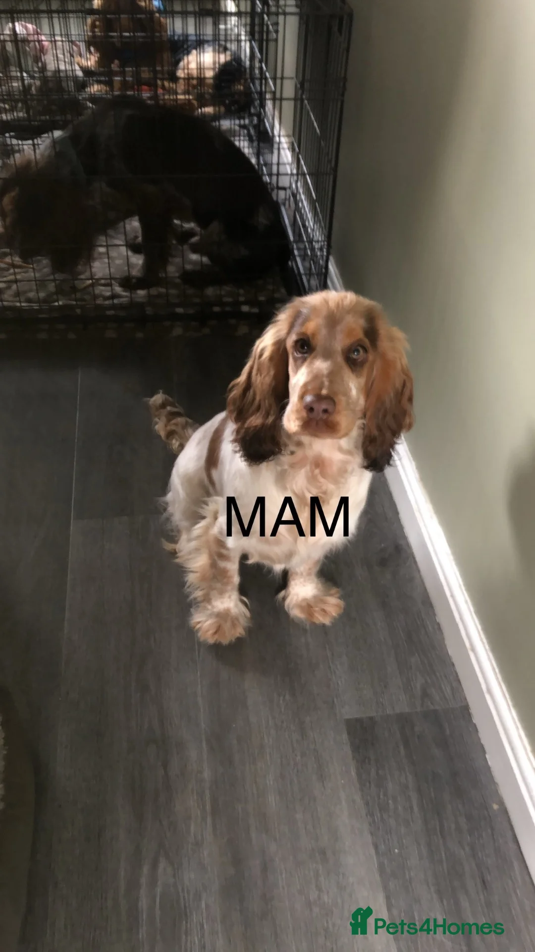 Cocker Spaniel dogs for sale: LAST 2 BOYS show x working cocker spaniels in North Shields - Advert 1