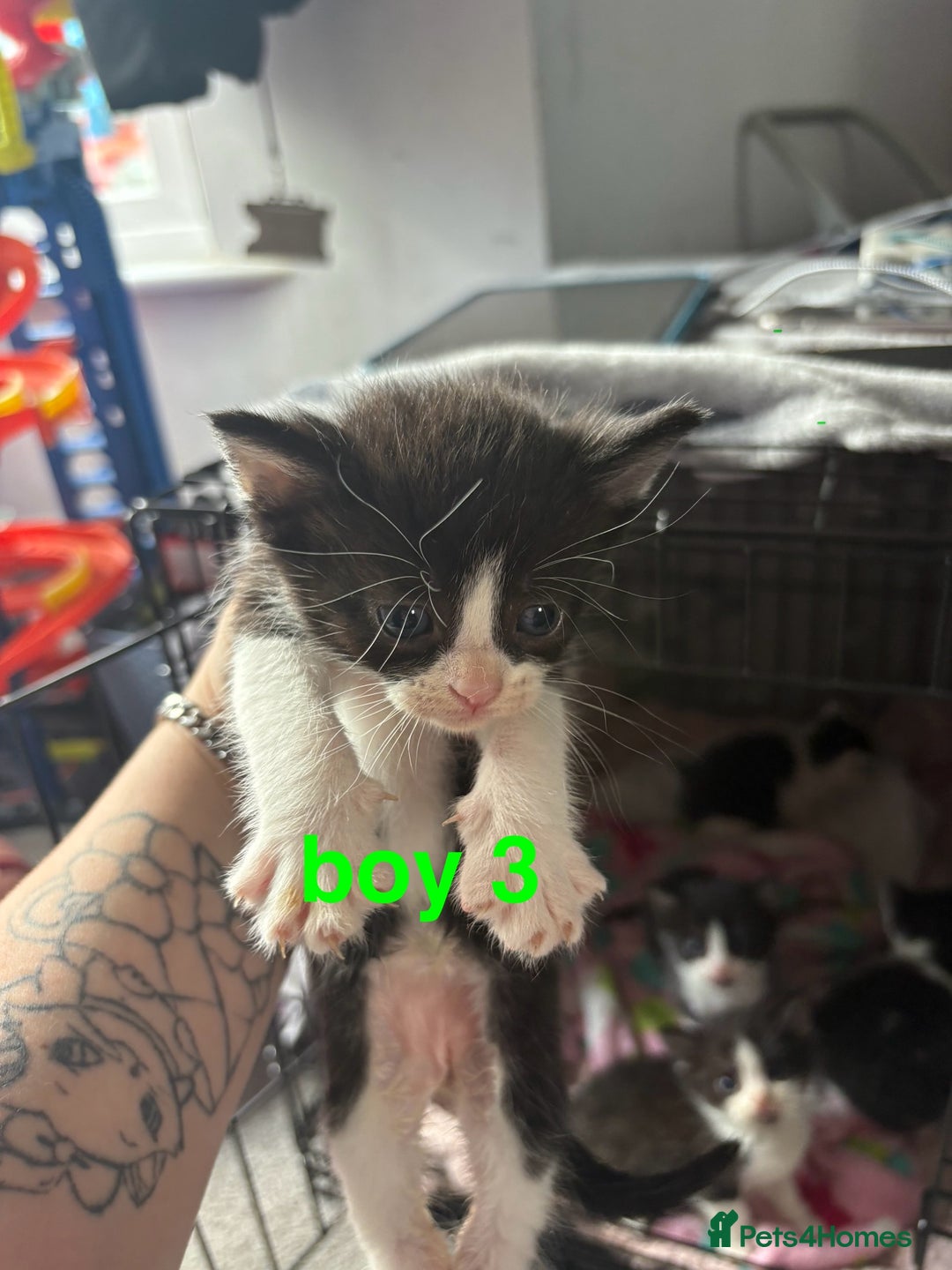 Mixed Breed cats for sale: 5 beautiful kittens - Image 5