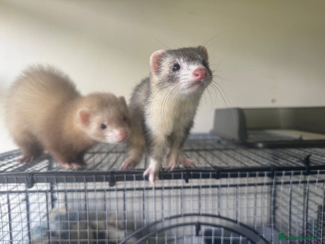 Ferret rodents for sale: Different ferret kits available  - Image 16