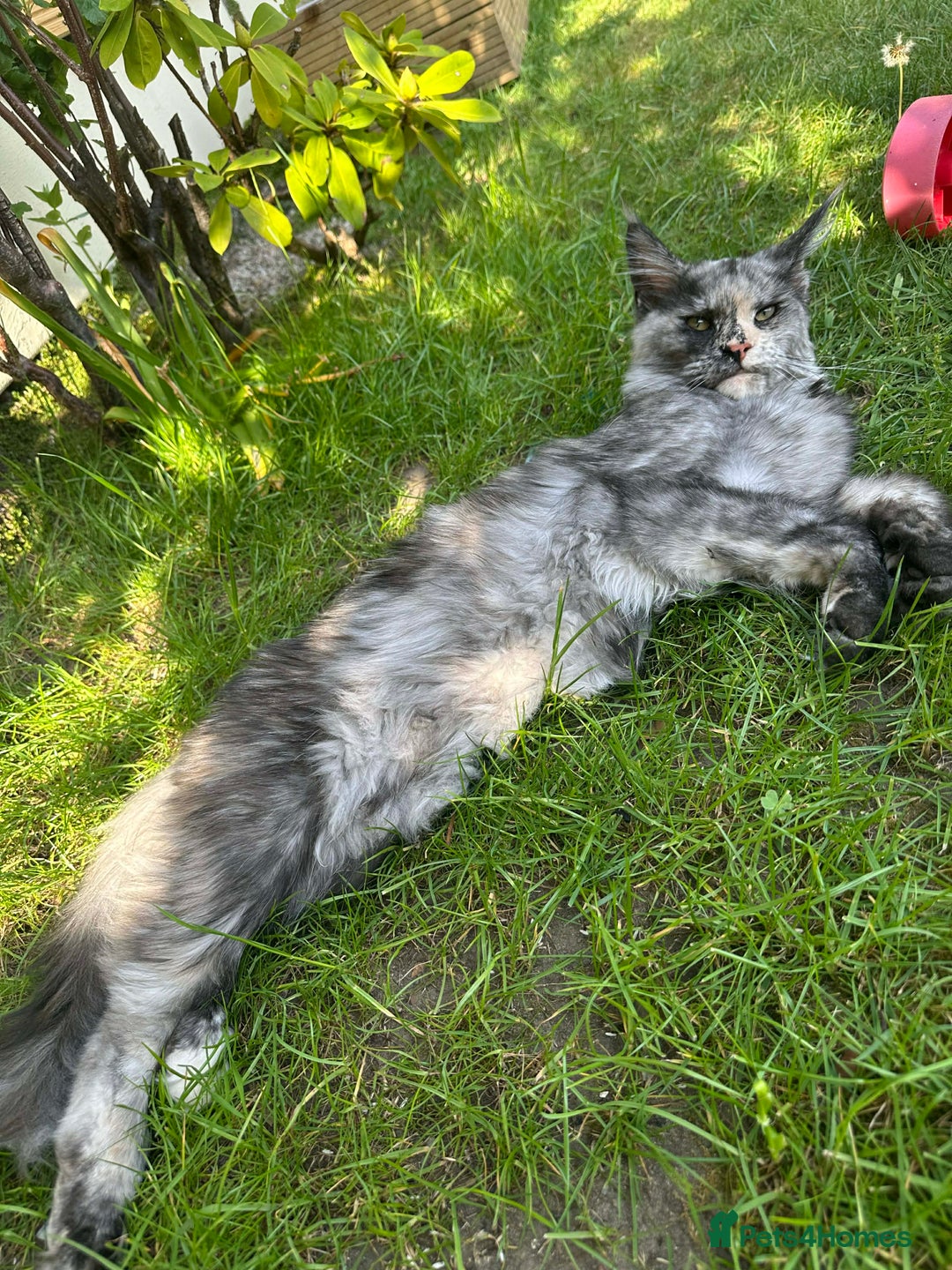 Maine Coon cats for sale: kittens Main Coon - Advert 11