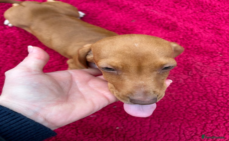 Miniature Dachshund dogs - Advert 10