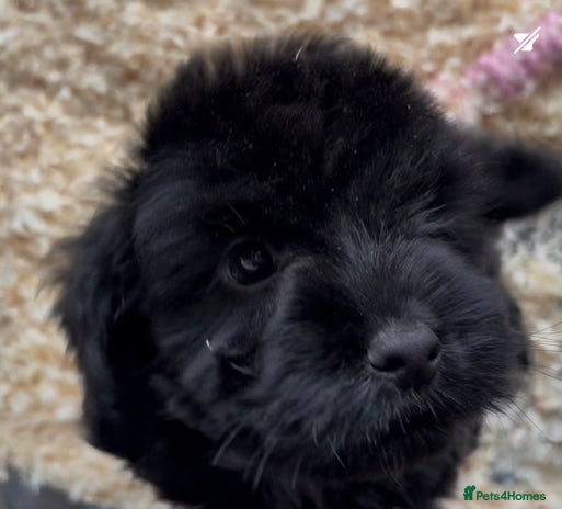 Cockapoo dogs - Advert 2