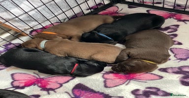 Labrador Retriever dogs - Advert 7