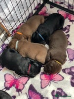 Labrador Retriever dogs - Advert 3