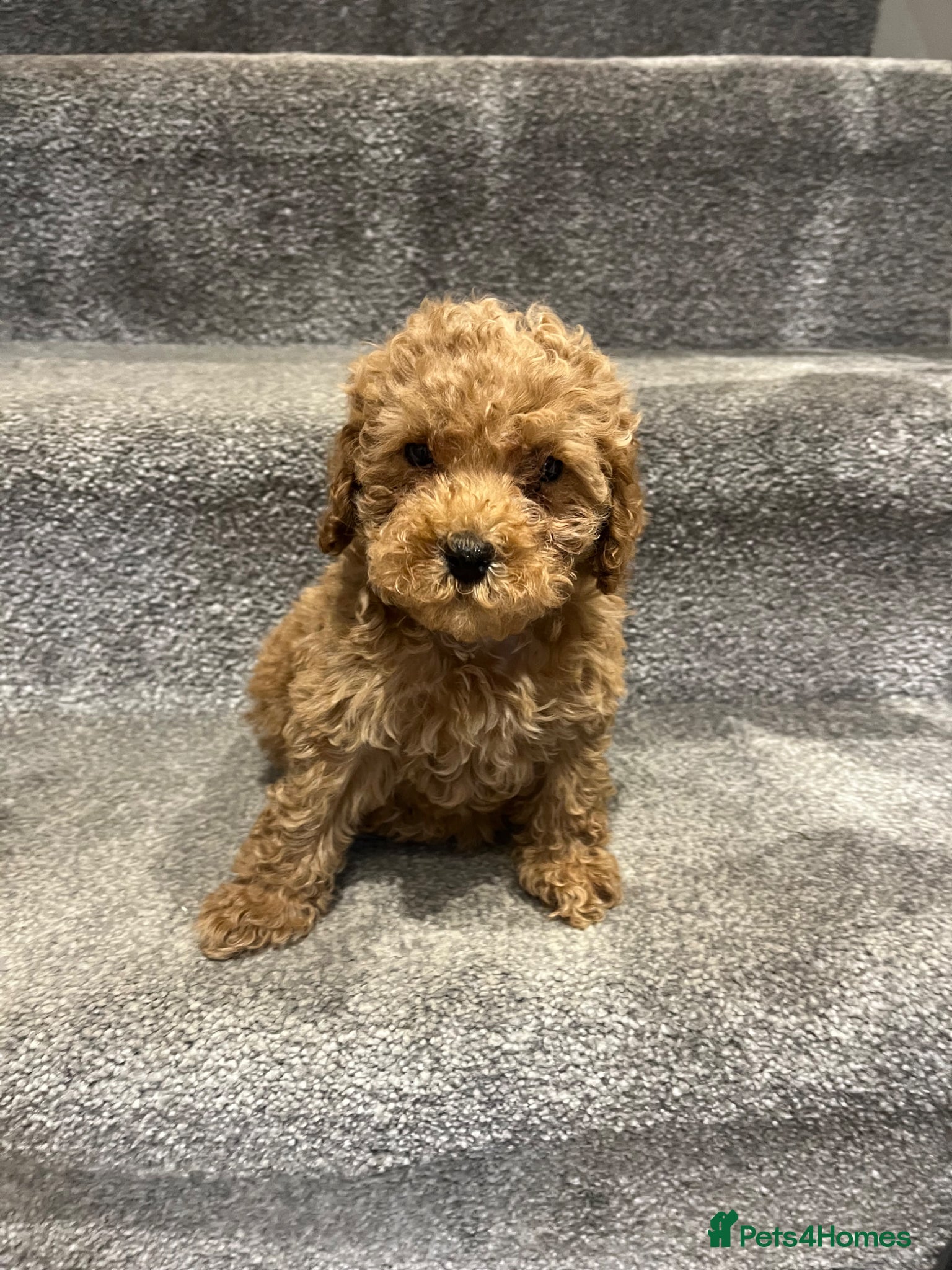 Cavapoo dogs Beautiful F1BB Toy cavapoo - Advert 2