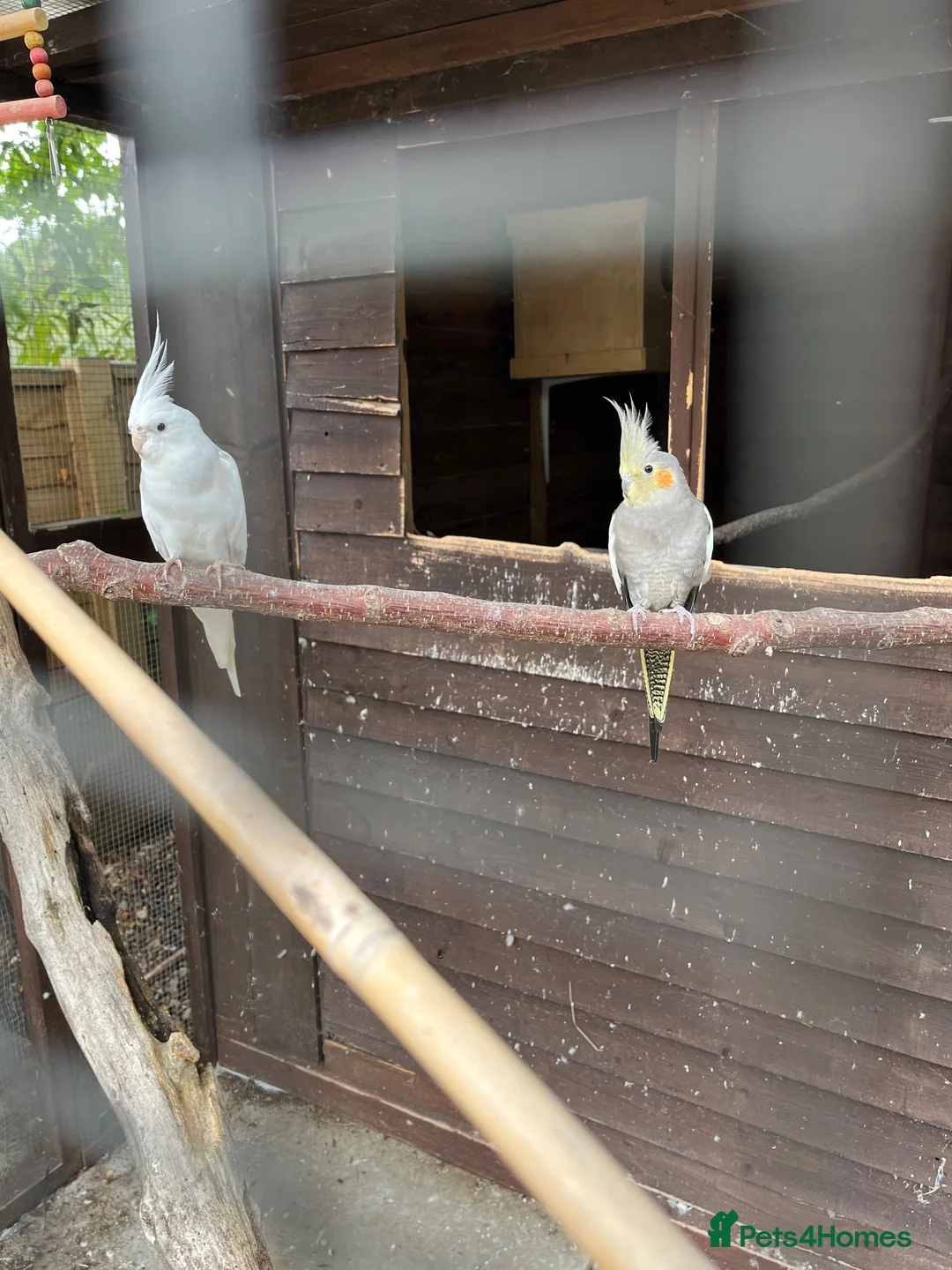 Cockatiels birds for sale: Pair of cockatiels  - Advert 2