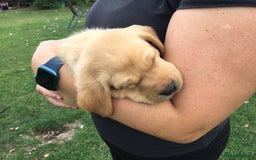 Labrador Retriever dogs for sale: Labrador puppies - Image 2