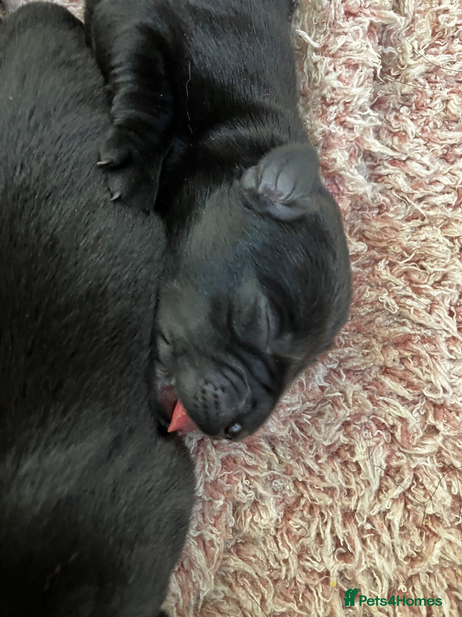 Labrador Retriever dogs Quality bred, cared for puppies. Pick of girls - Advert 2