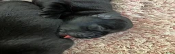 Labrador Retriever dogs for sale: Quality bred, cared for puppies. Pick of litter? - Advert 4