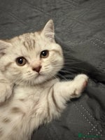 British Shorthair cats - Advert 3