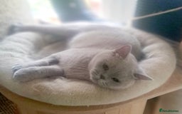 British Shorthair cats for sale: Beautiful Lilac British Shorthair Female - Image 4