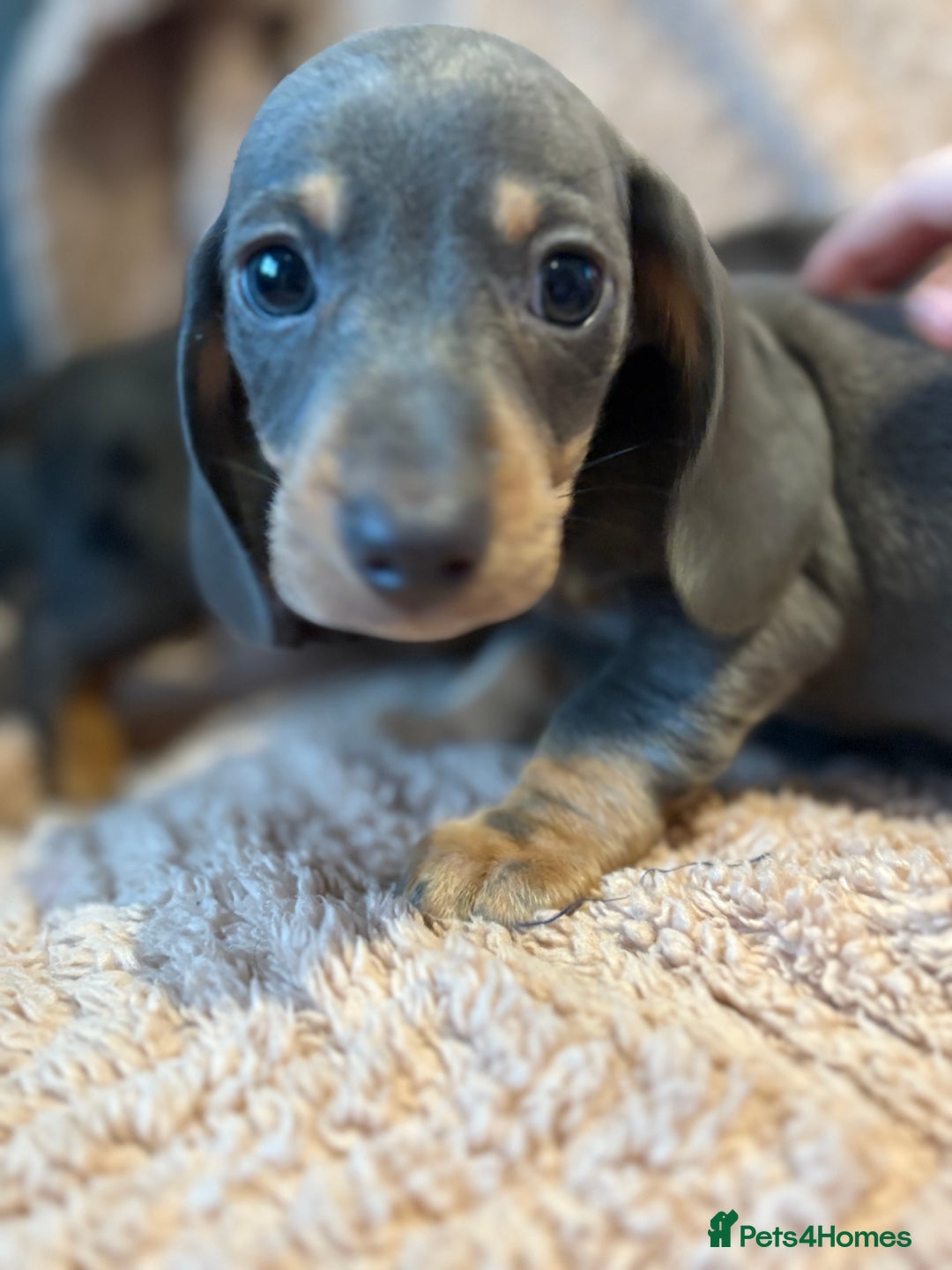 Dachshund dogs for sale: ⭐️KC reg miniature ⭐️Ready now litter Dachshunds  - Advert 11