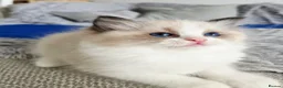 Ragdoll cats for sale: 3 European babies. Champion lines. Tica registered - Advert 21