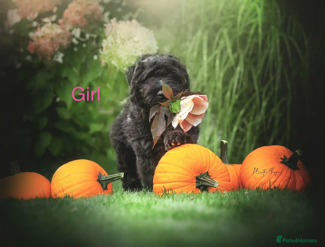 Bouvier Des Flandres dogs for sale: Bouvier des Flandres FCI/ZKwP in West Wickham - Advert 15