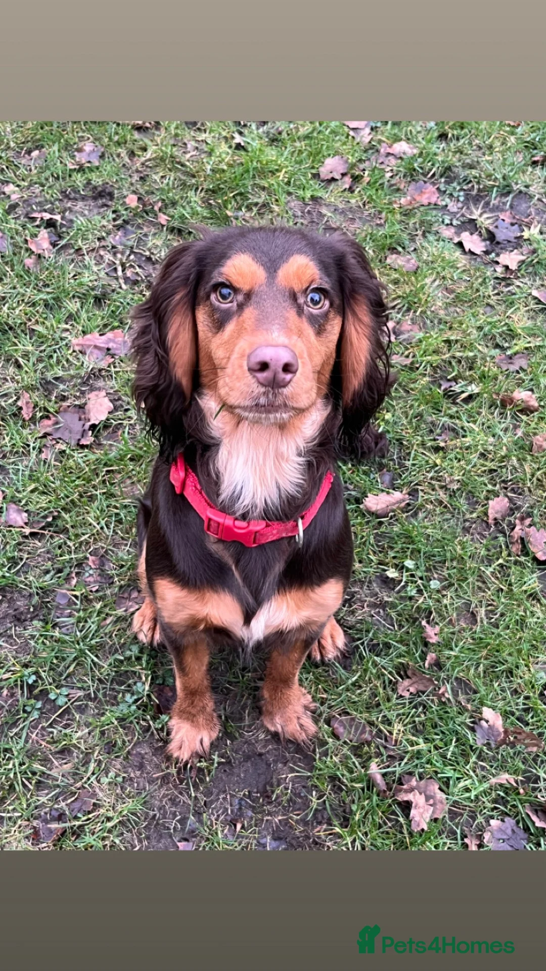 Cocker Spaniel dogs for sale: Beautiful Cockerspaniel puppies - Advert 2
