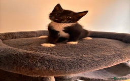 Mixed Breed cats for sale: Beautiful and super playful kittens  - Image 21