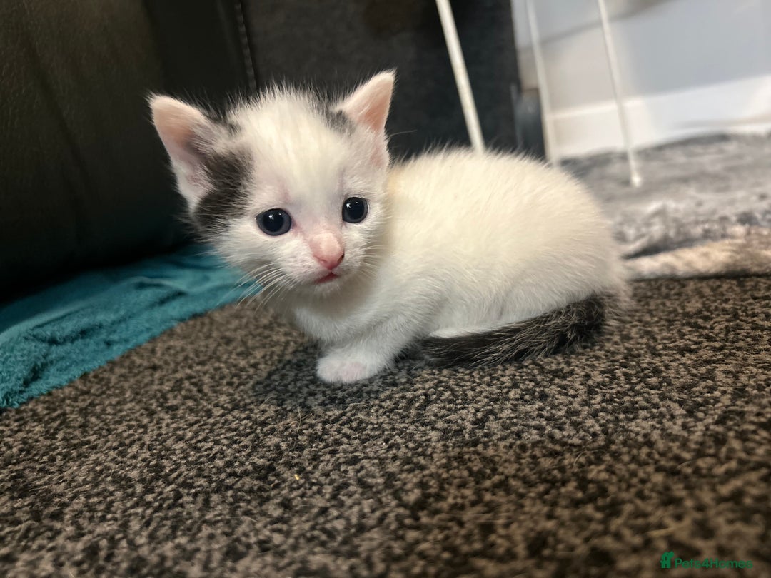 Domestic Shorthair cats for sale: Kittens for sale  - Image 14