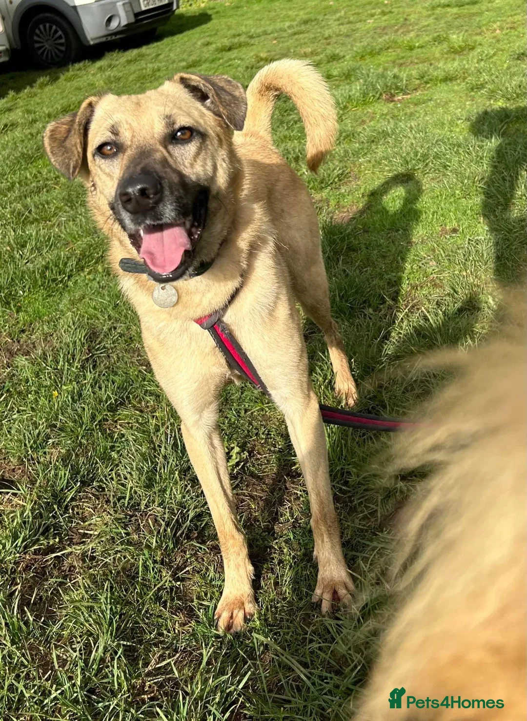 Mixed Breed dogs for adoption: Isodora - Norwich Norfolk  in Norwich - Advert 2