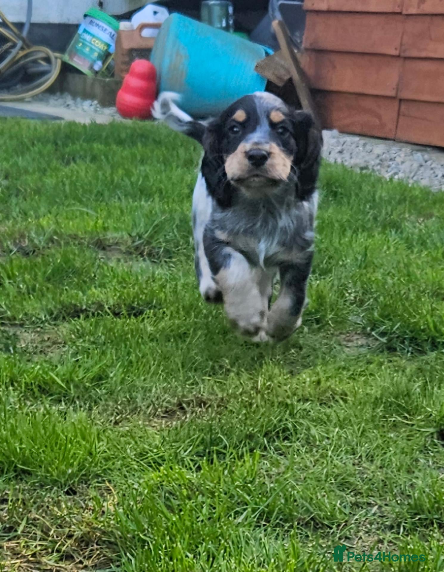Cocker Spaniel dogs Roan working cocker spaniel pups BOYS LEFT - Advert 10