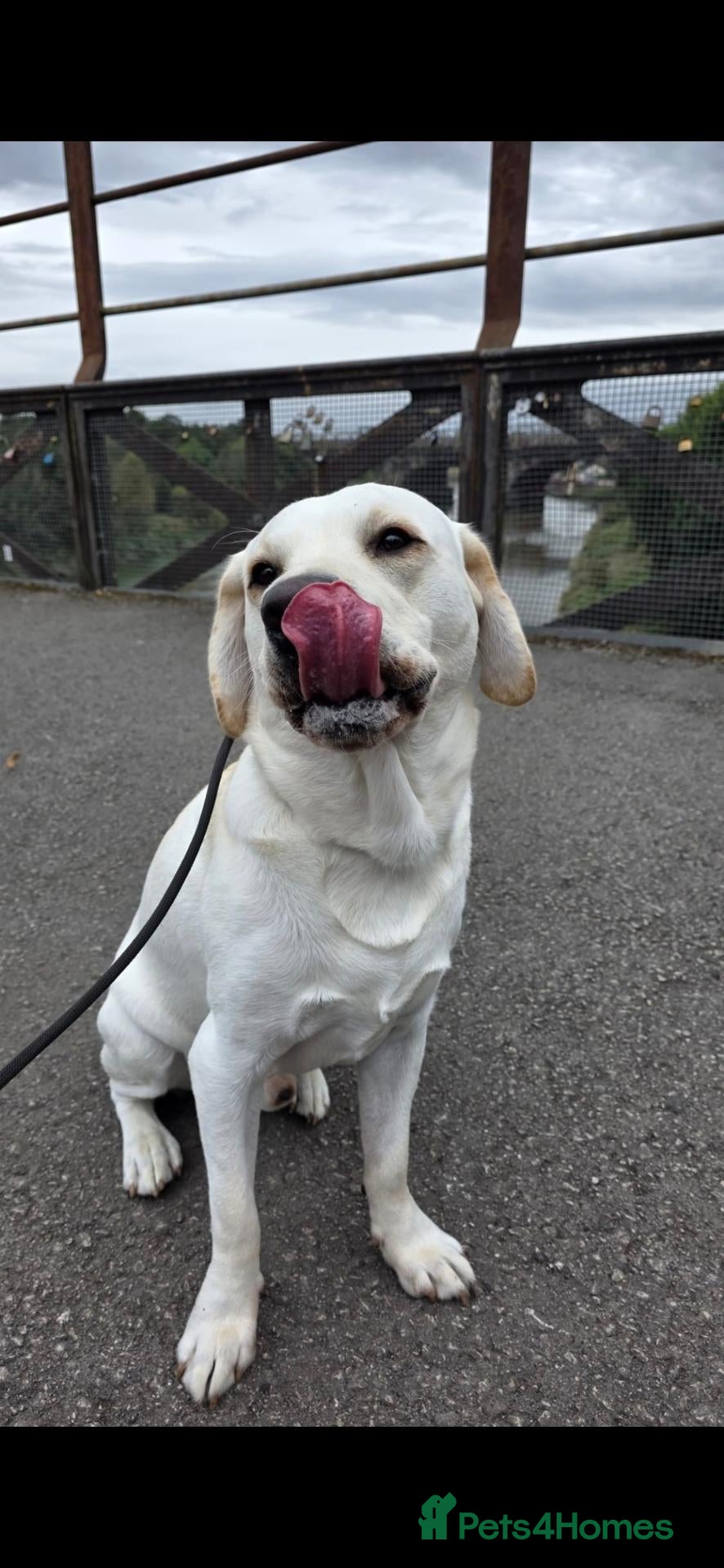 Labrador Retriever dogs 2 year old Labrador STUD  - Advert 1