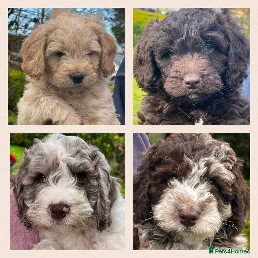 Miniature Poodle dogs for stud: Chocolate Merle Miniature Poodle Fully DNA Tested in Radstock - Advert 37