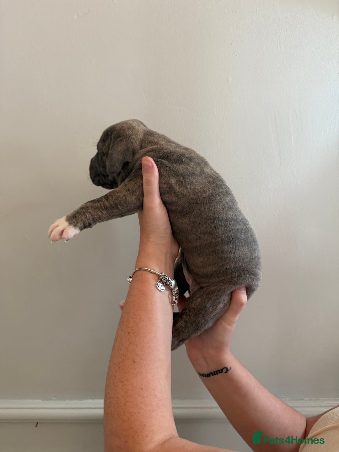 Mixed Breed dogs for sale: American Bulldog X Cane Corso - Image 10