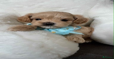 Maltipoo dogs - Advert 14