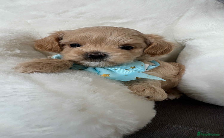 Maltipoo dogs - Advert 5