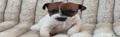 Jack Russell Puppy 4