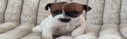 Jack Russell dogs for sale: Smooth coated tan and white jack russels  - Advert 6
