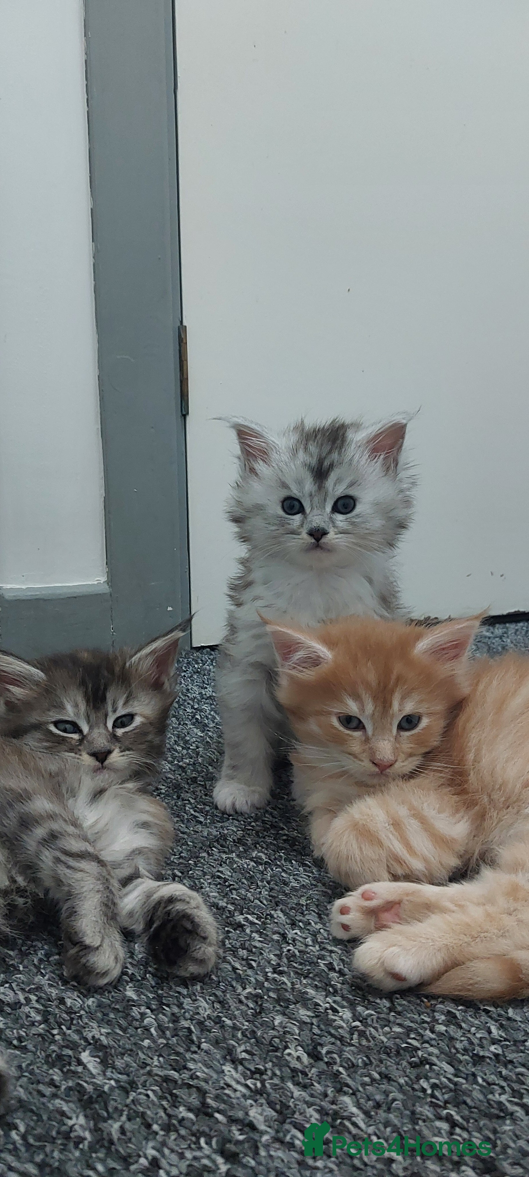 Maine Coon cats Maine Coon  kittens - Advert 5